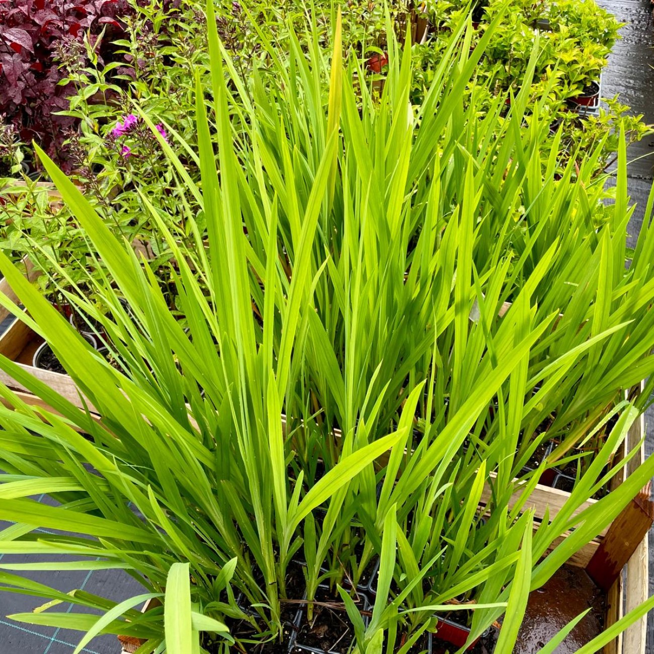 Obrázok Montbrécia (Crocosmia) ´CARMINE BRILLIANT´- kont. P9